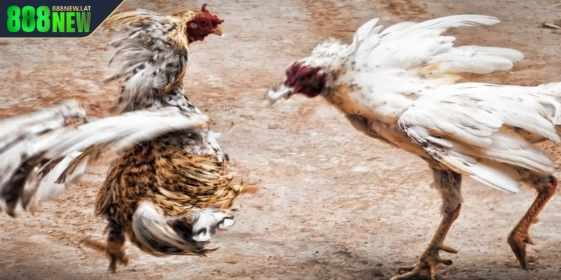 Một vài lưu ý khi tham gia chơi đá gà C1