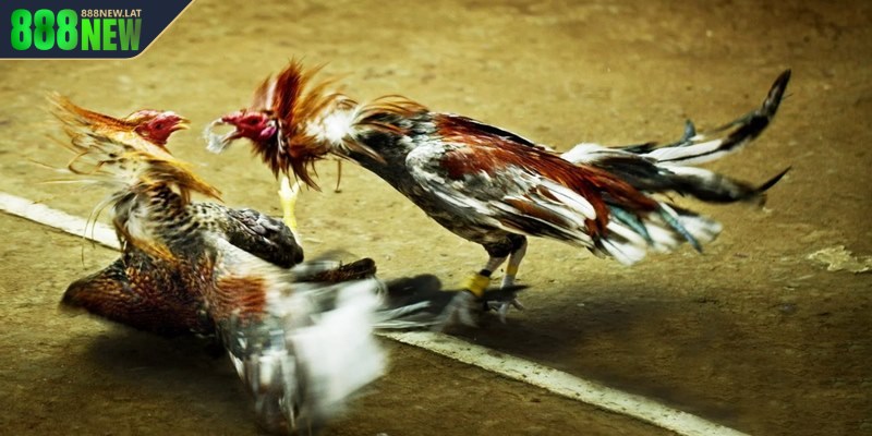 Đá gà Peru là hình thức cá cược có xuất phát từ đất nước Peru ở Nam Mỹ