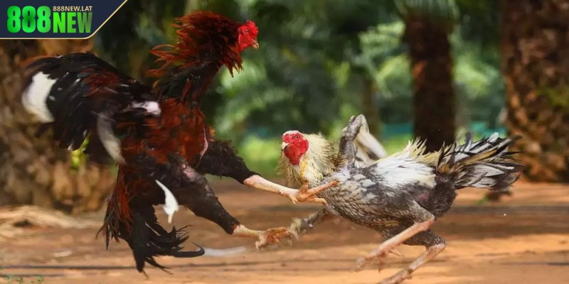 Luật chơi của đá gà Thomo mới nhất cho bạn